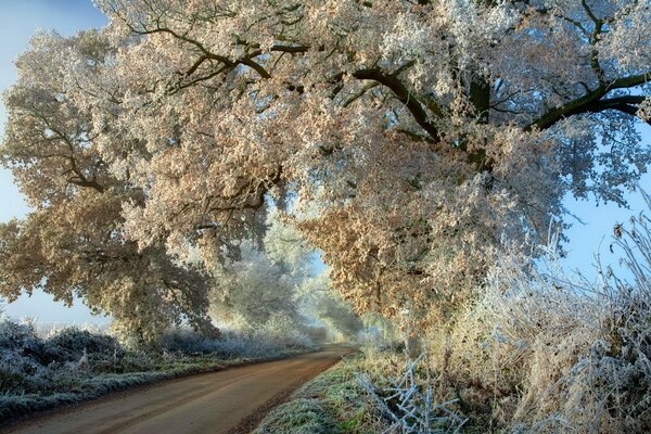 Autumn landscape trees in frost along the road 