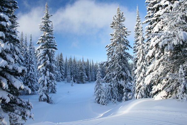 Snow trees in the winter forest