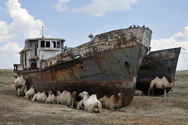 Repos de chameaux sous un navire abandonné