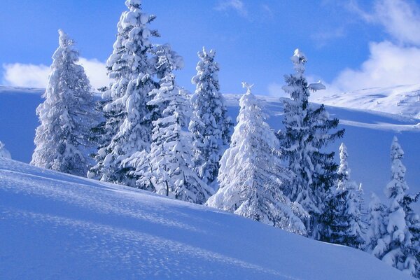 Winter slope with fluffy fir trees