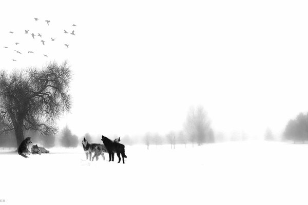 Une meute de loups en hiver et une couche blanche