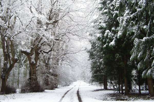 Verschneite Winterstraße im Wald