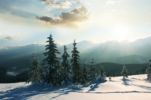 Winter glow on Christmas trees and snow