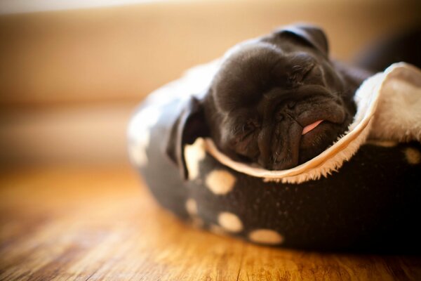 Petit chiot noir Pug dort