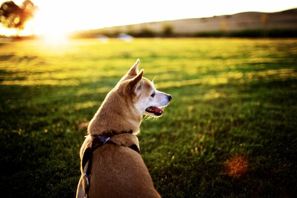 Chien dans un champ au coucher du soleil