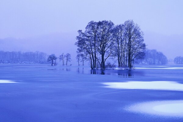 Deshielo en invierno. Hermosos árboles