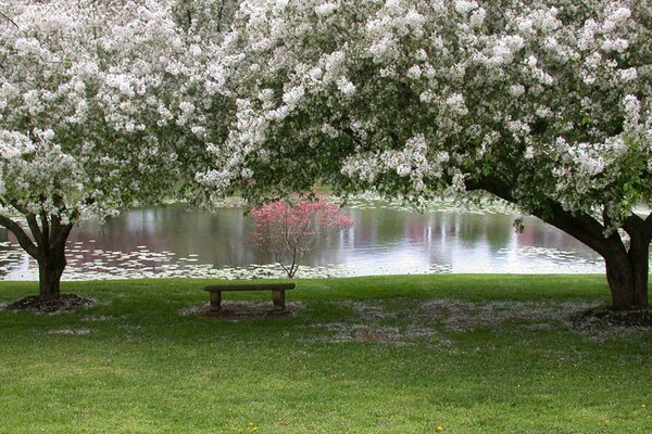 Bancs Solitaires parmi les beaux arbres