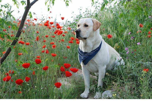 Weißer Labrador auf einem Hintergrund von roten Mohnblumen