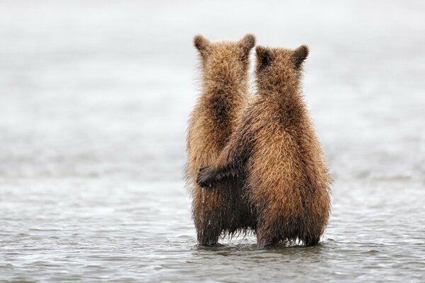 Le monde des animaux. Et les ours savent aimer