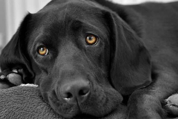 A black dog with a sad look