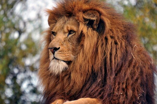 Der König der Tiere, der seine Besitztümer untersucht