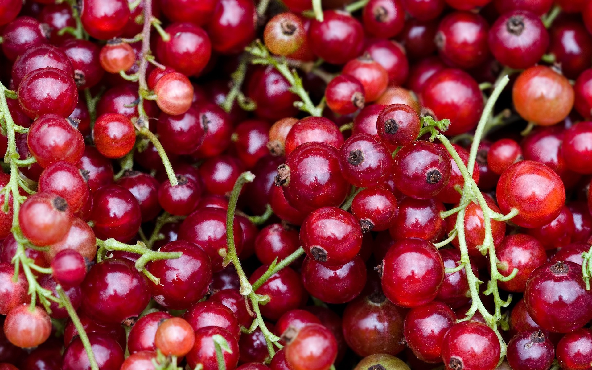 fruits gros plan baies été