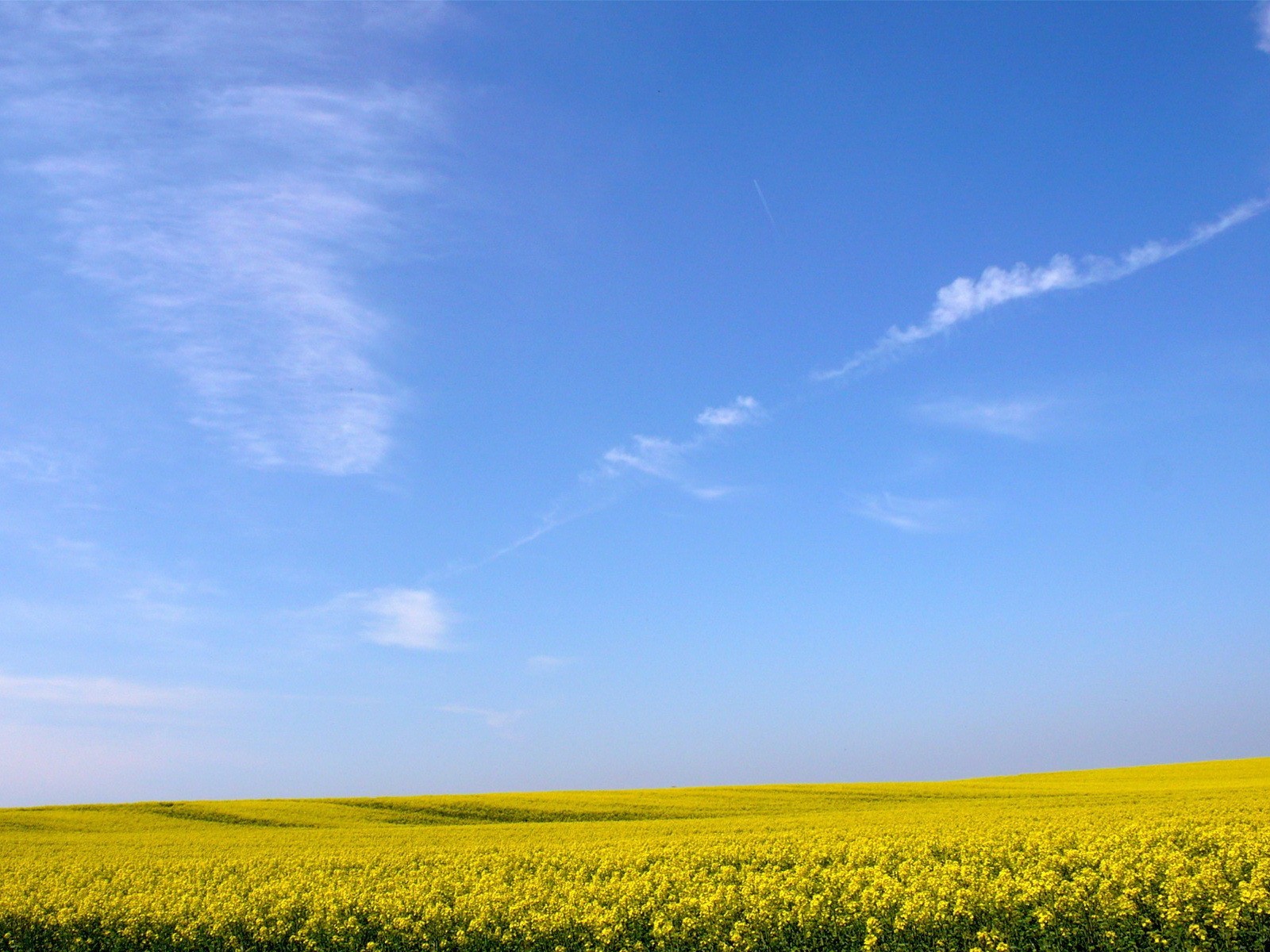 giallo campo fiori cielo