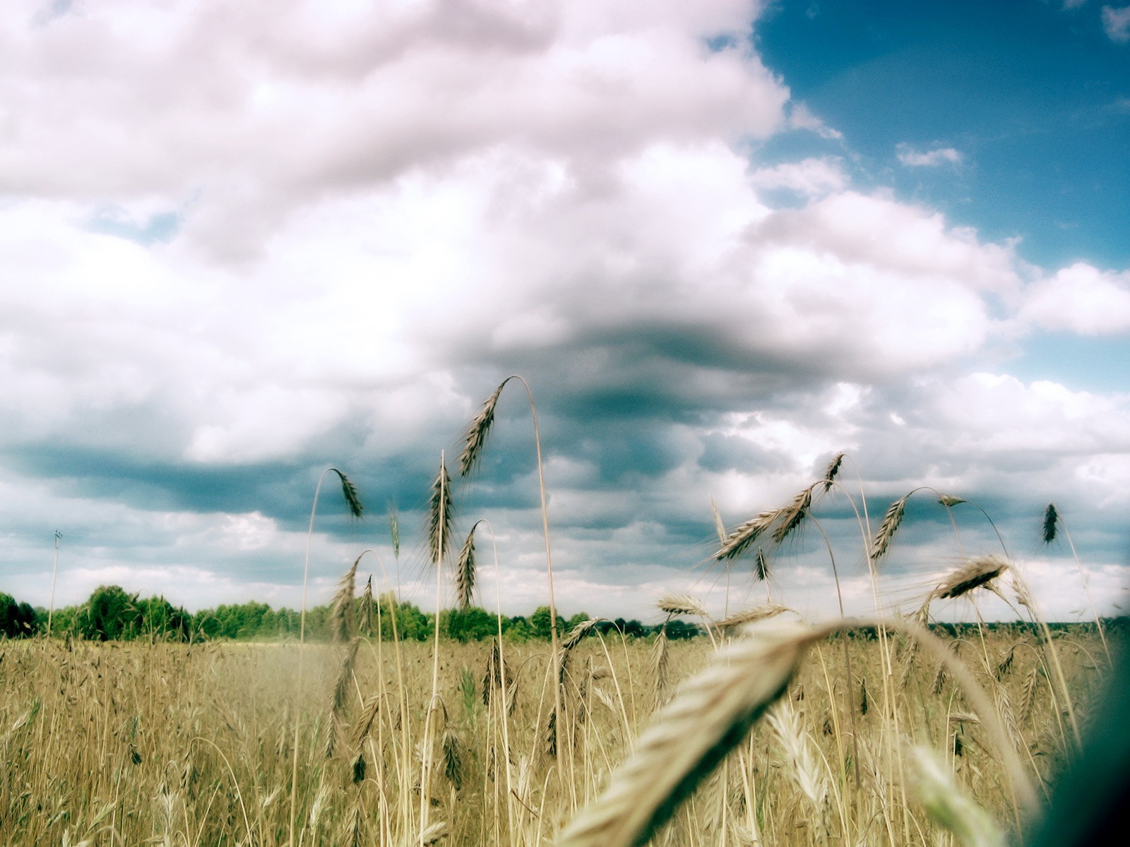 wolken feld bäume