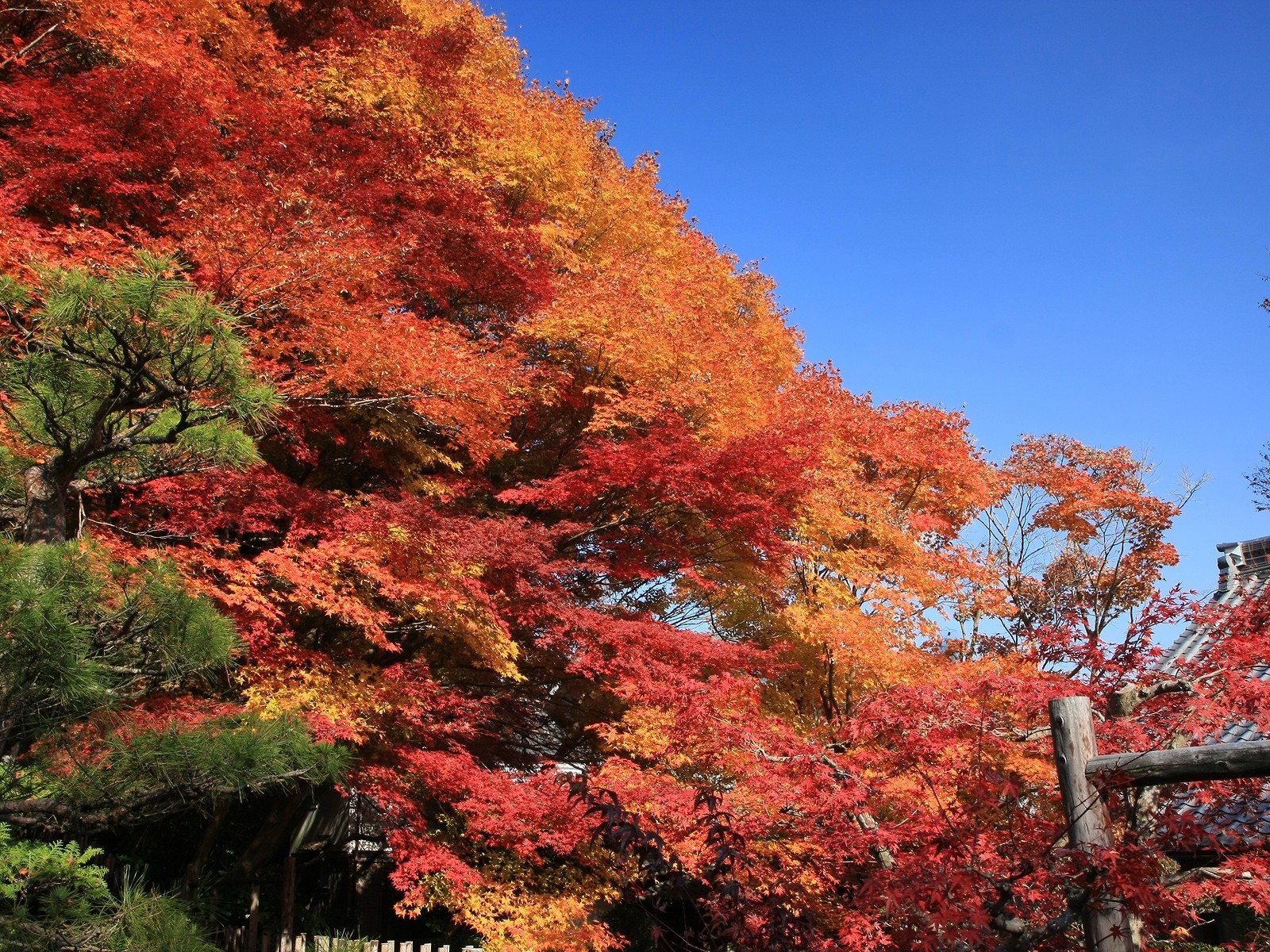 árboles cielo otoño hojas