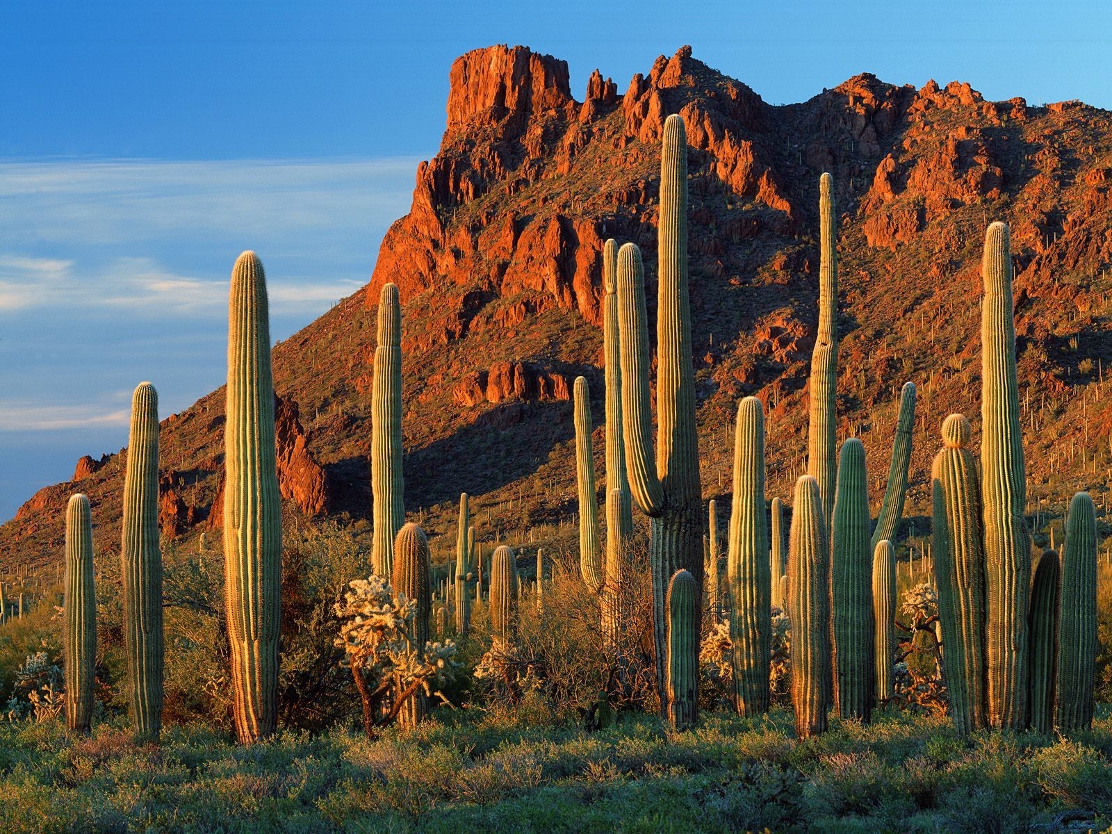 arizona cactus alamo canyon