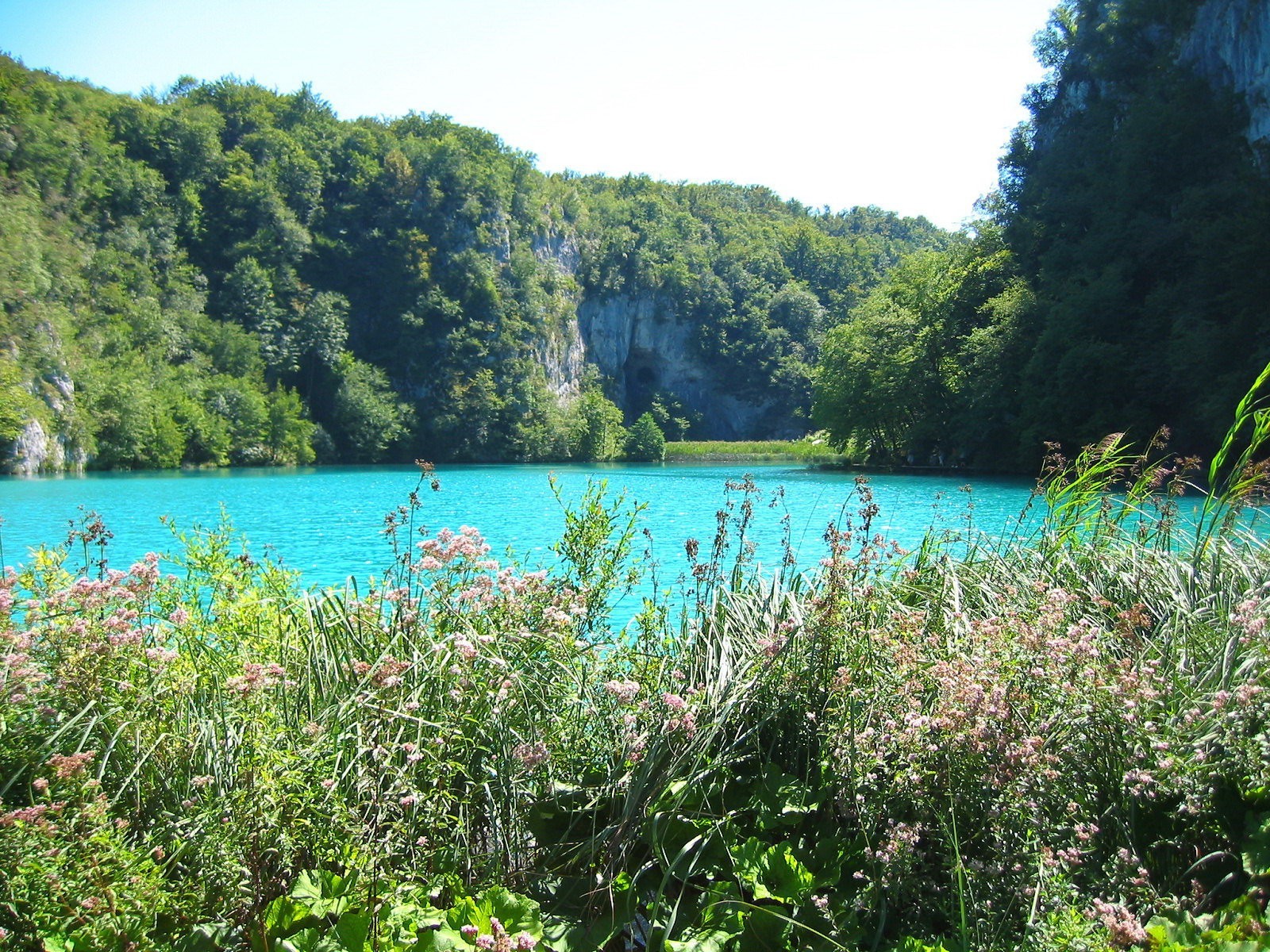 blauer see gras