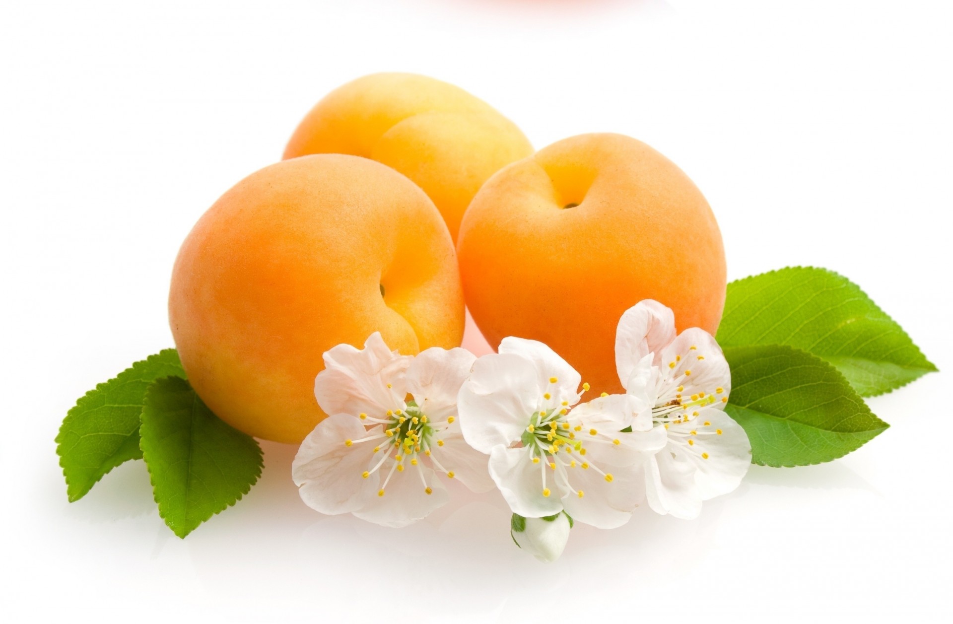 fruits sheet flower apricot