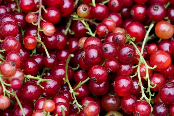 Un montón de bayas rojas brillantes