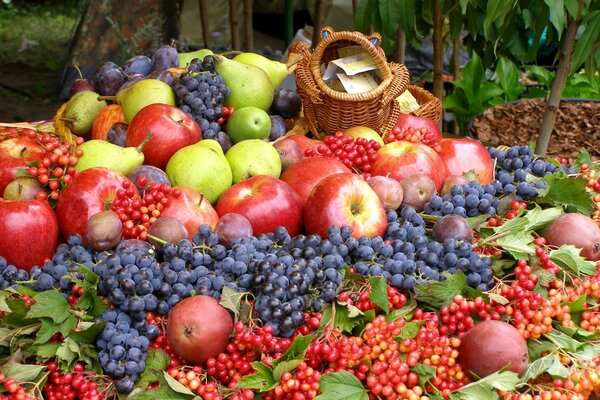 Ernte verschiedene Früchte im Herbst