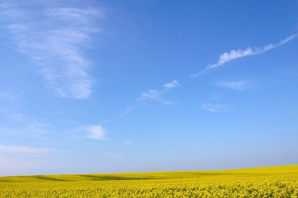 Fleurs jaunes sous le ciel bleu