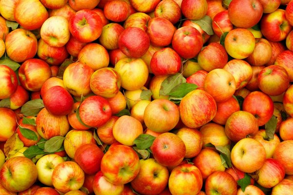 Récolte de pommes sucrées d automne