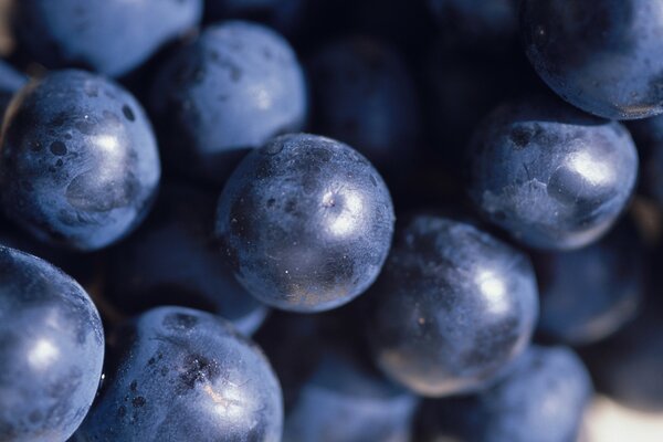 Large grapes are blue