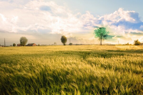 Arbre vert vif dans le champ