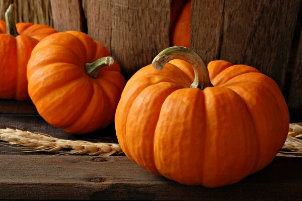 Citrouilles pour Halloween. Grand et automne