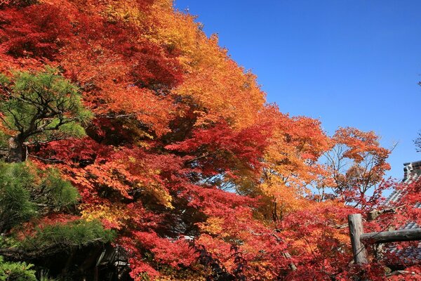 Bosque de otoño con hojas rojas