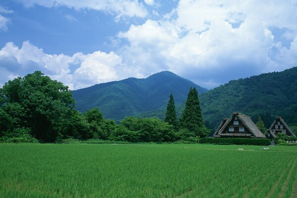 Japanische Dosierungen auf dem Feld