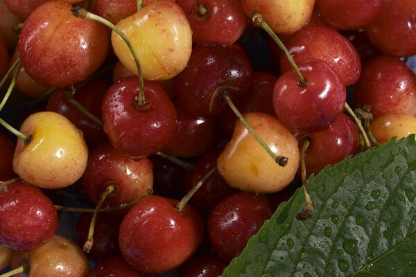 Cerezas blancas y rojas frescas lavadas