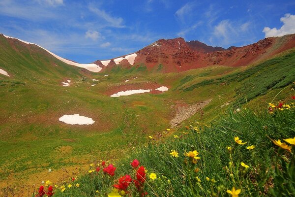 Montañas en verano con hierba y flores