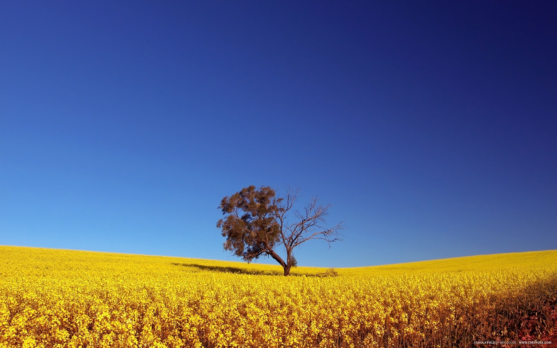 albero campo cielo