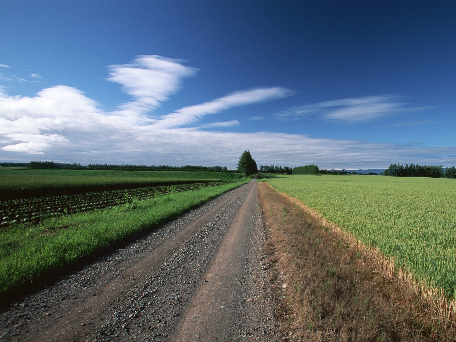 strada campo alberi nuvole