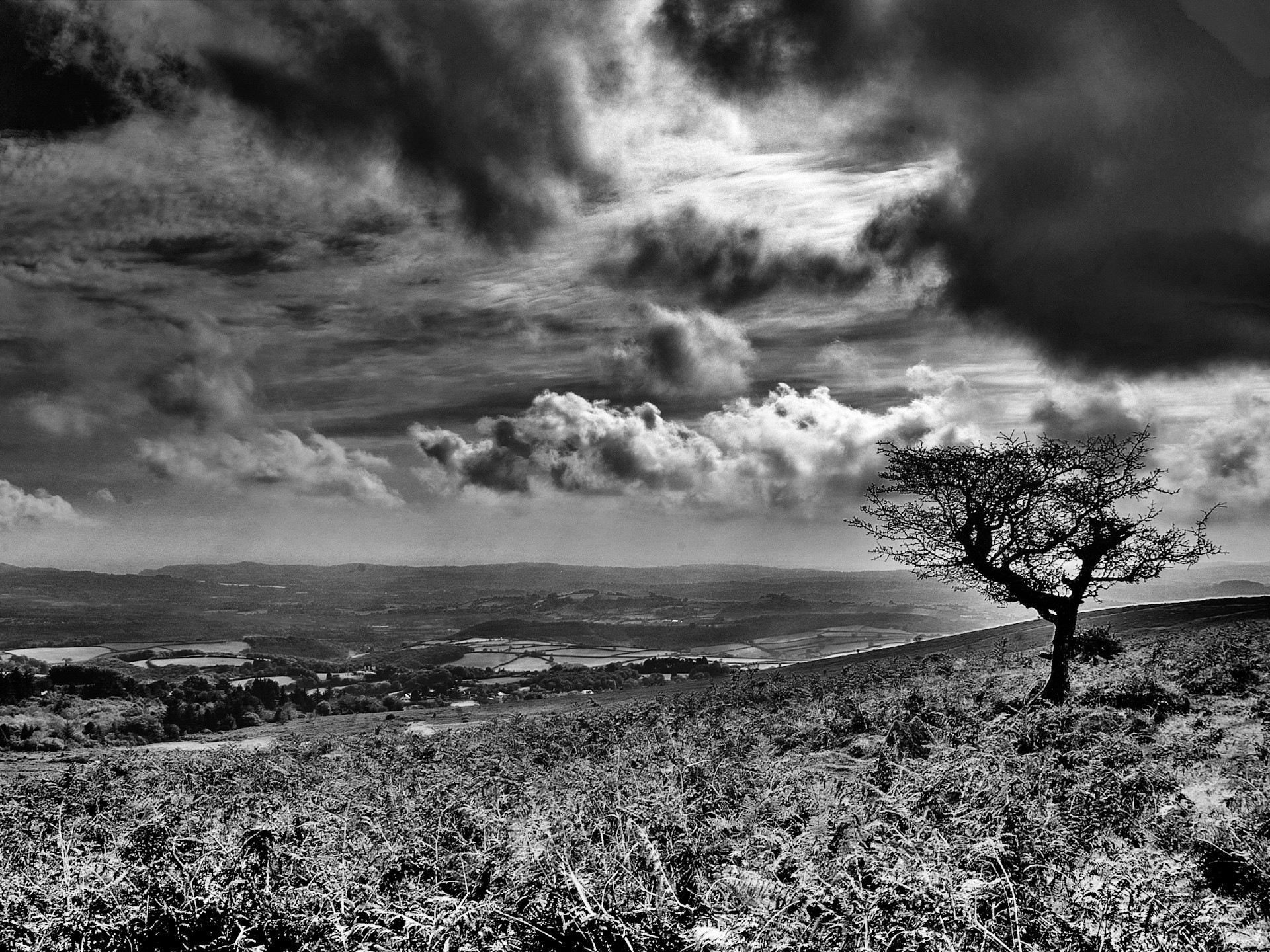 nubes árbol blanco y negro