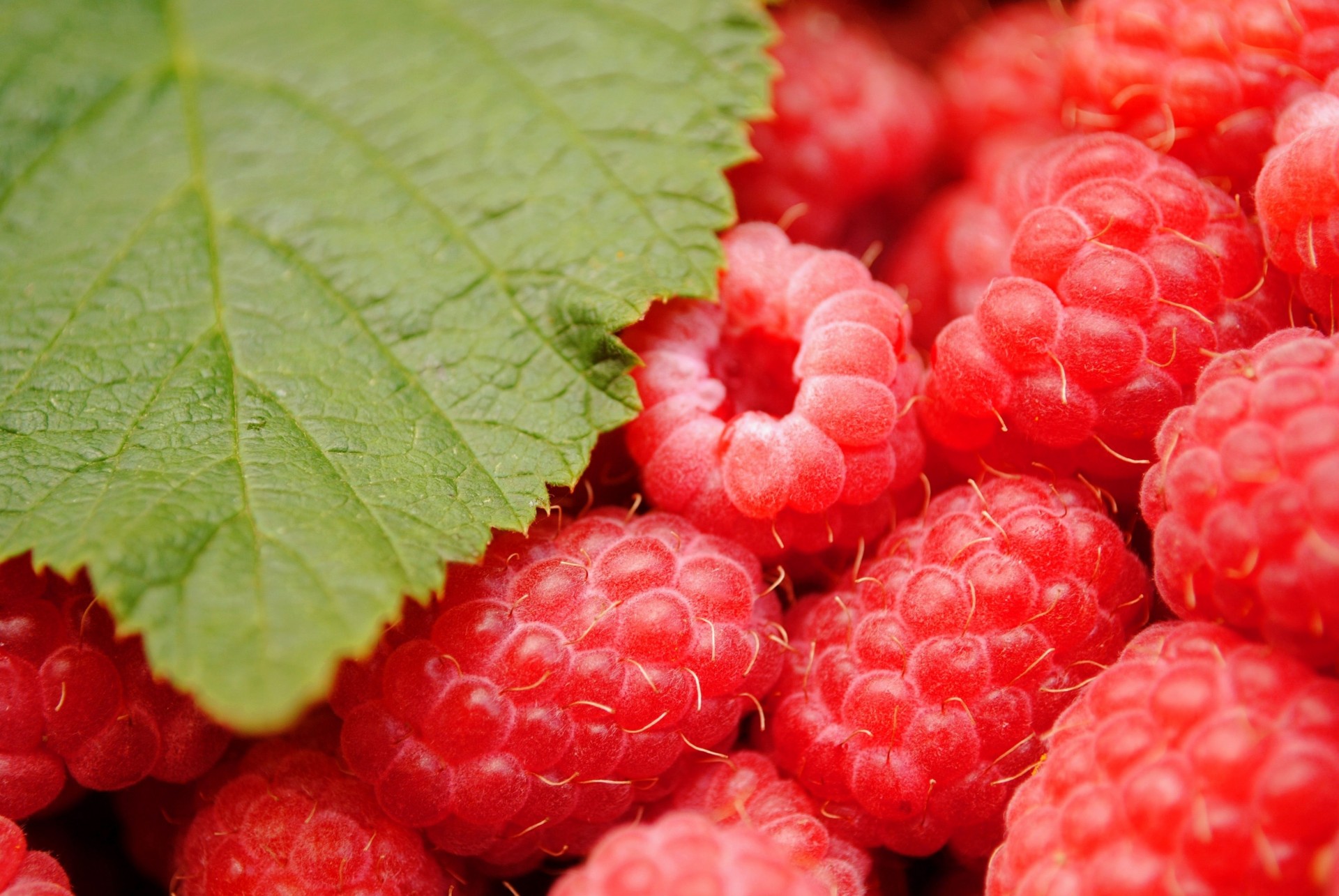 blatt beeren himbeeren