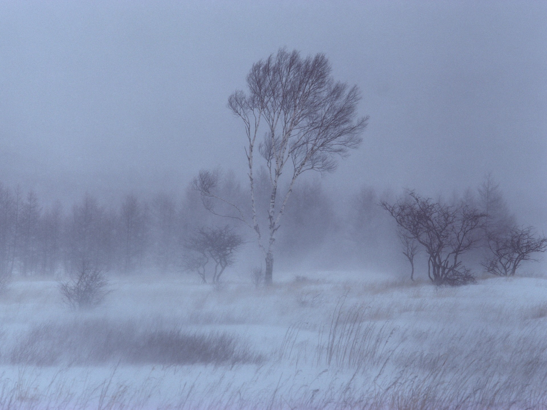 invierno nieve árboles abedul