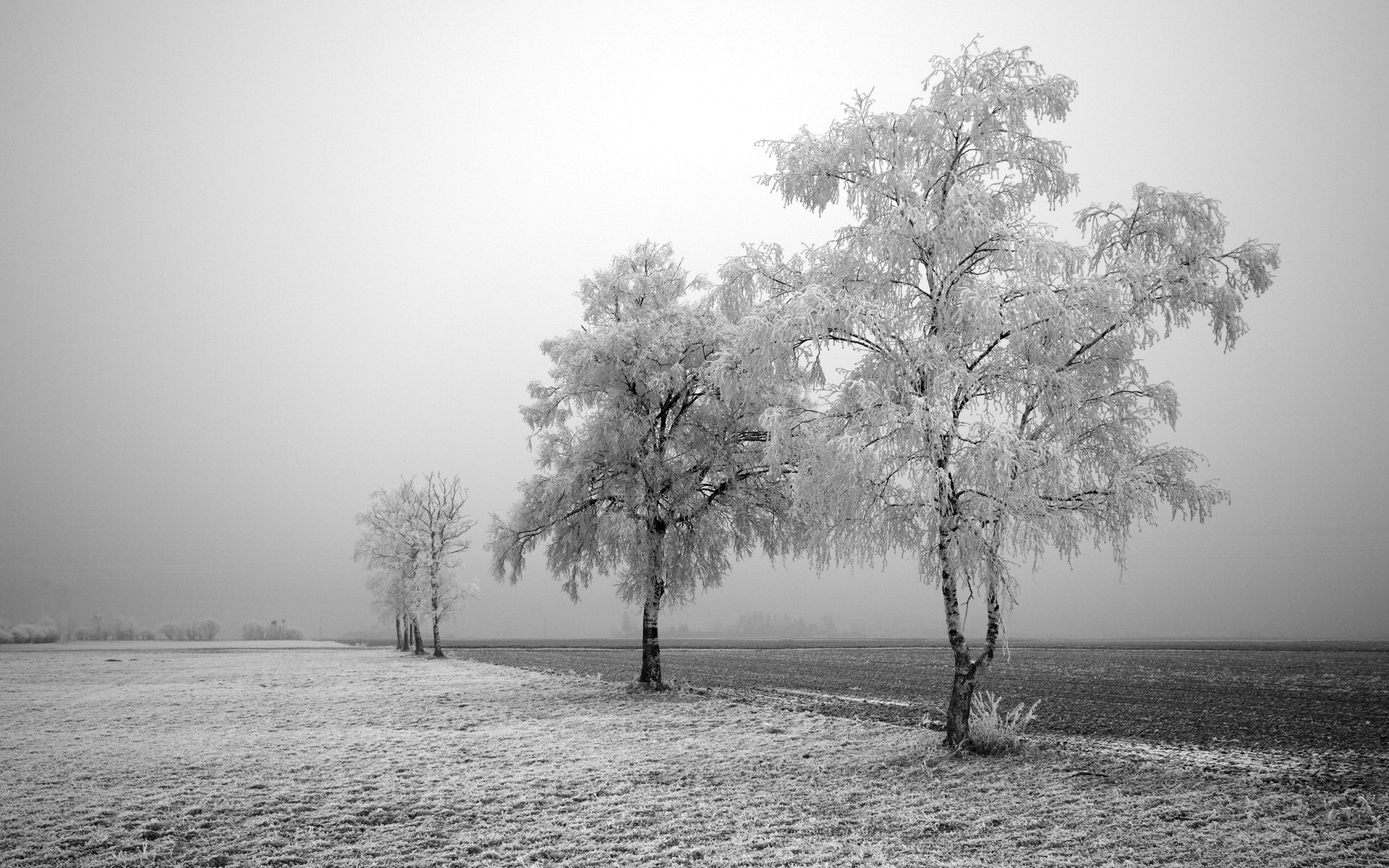 alberi bianco e nero campo