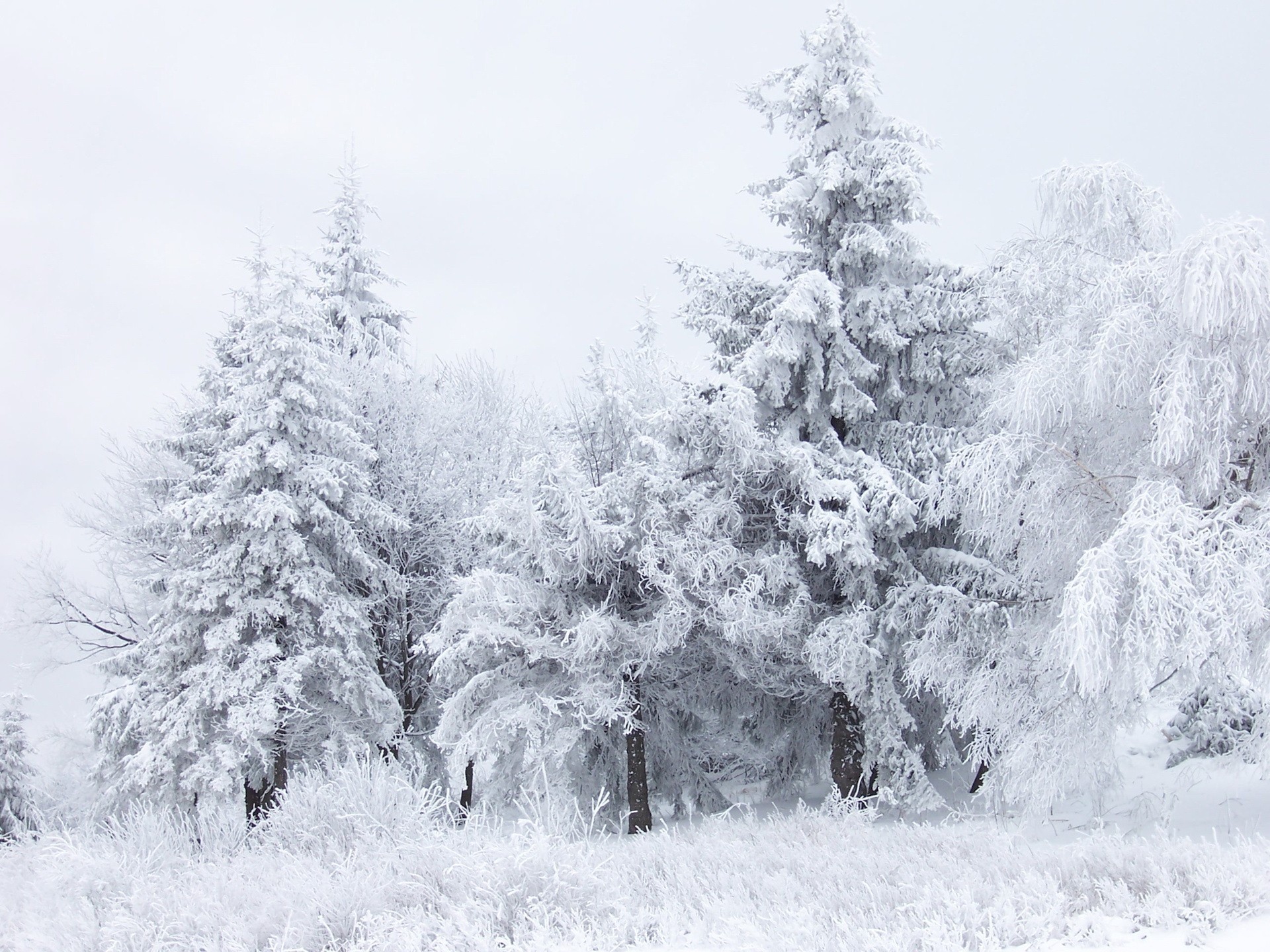 zima las śnieg biały drzewa