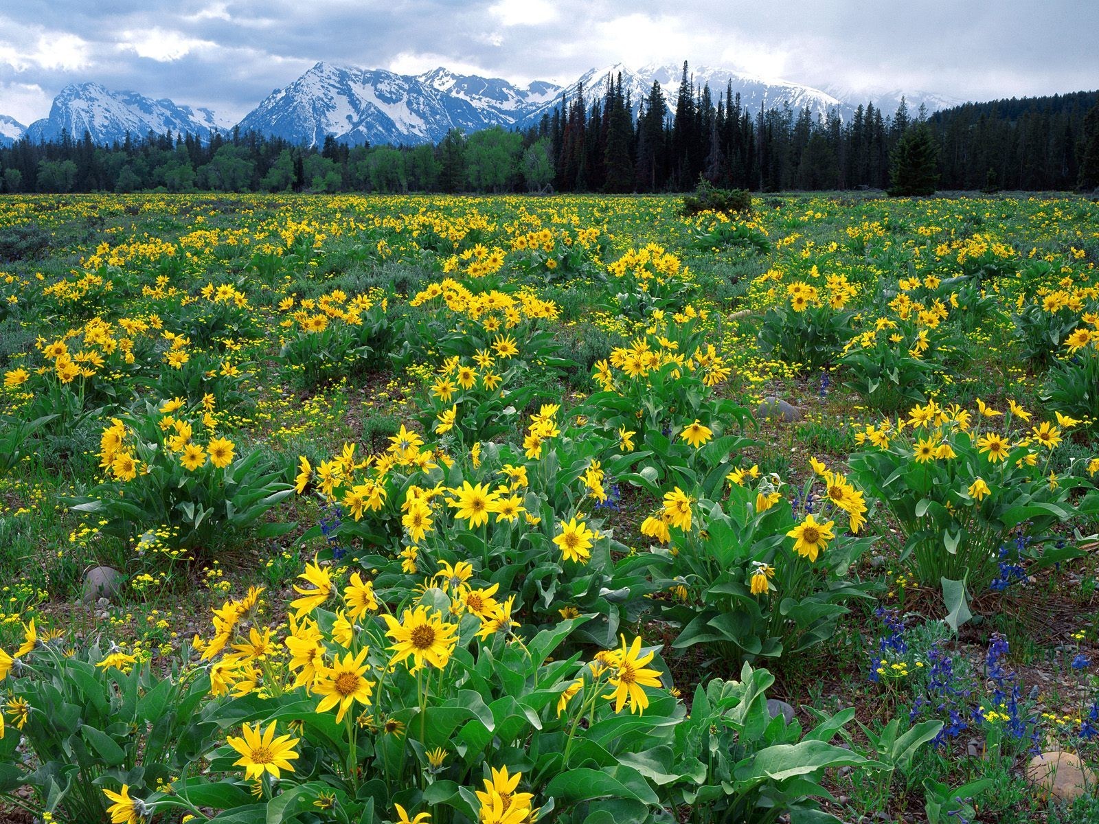 wyoming blumen berge