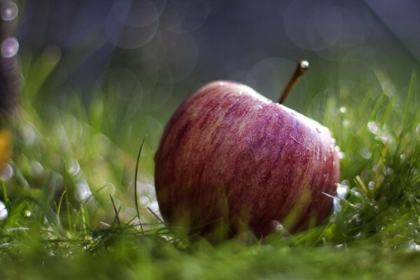 Red apple on the background of wet grass