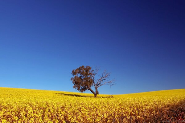 Un árbol solitario en un campo contra un cielo azul