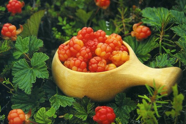 Gesammelte Moltebeere vor dem Hintergrund grüner Blätter