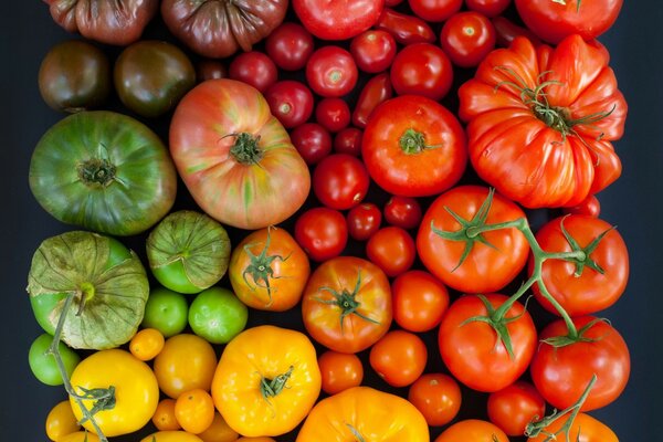 Tomates multicolores de différentes tailles