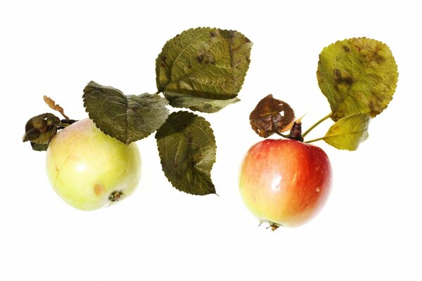 Ripe apples with red leaves