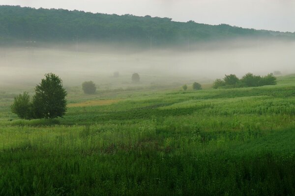 The field shows green grass in a fog