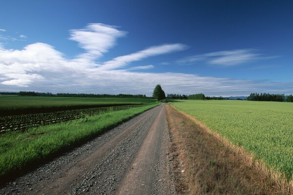 The road to the clouds trees in the field