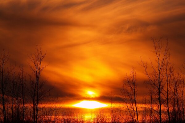 Yellow sunset on a background of trees