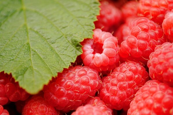 Framboises brillantes fraîchement cueillies avec des feuilles